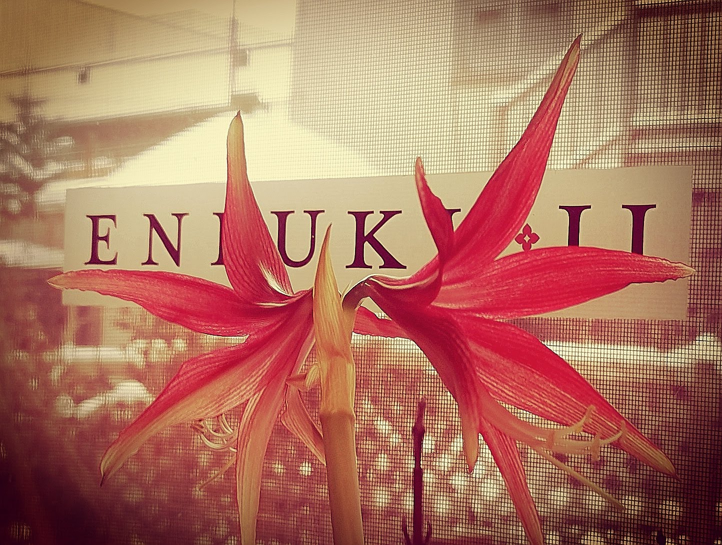 Picture of amaryllis