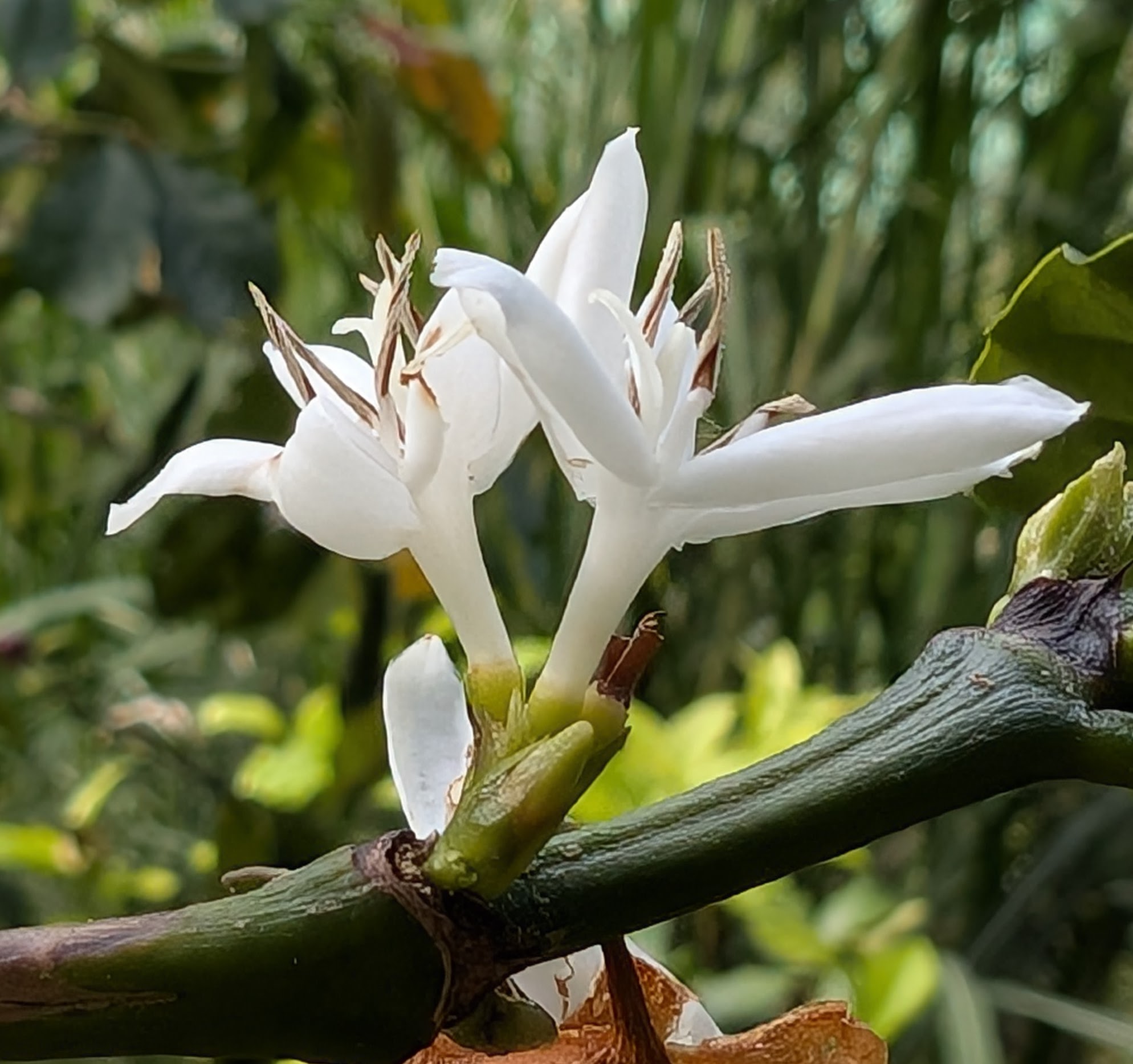 Picture of a flor de cafe